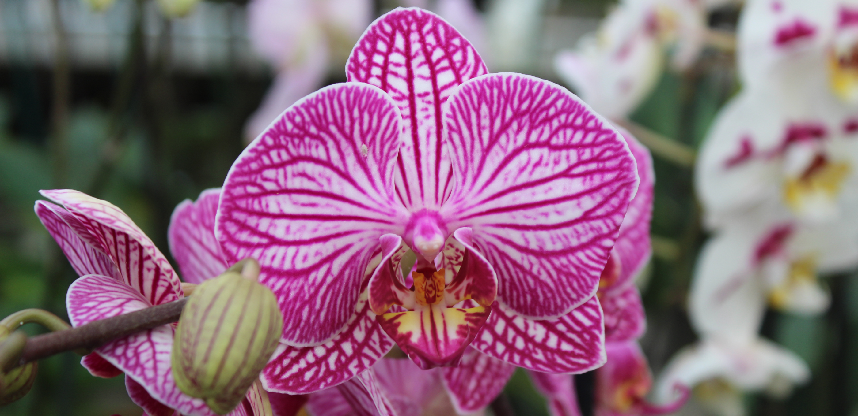 Les conseils de culture du Phalaenopsis par Michel Vacherot – Les Orchidées  de Michel Vacherot