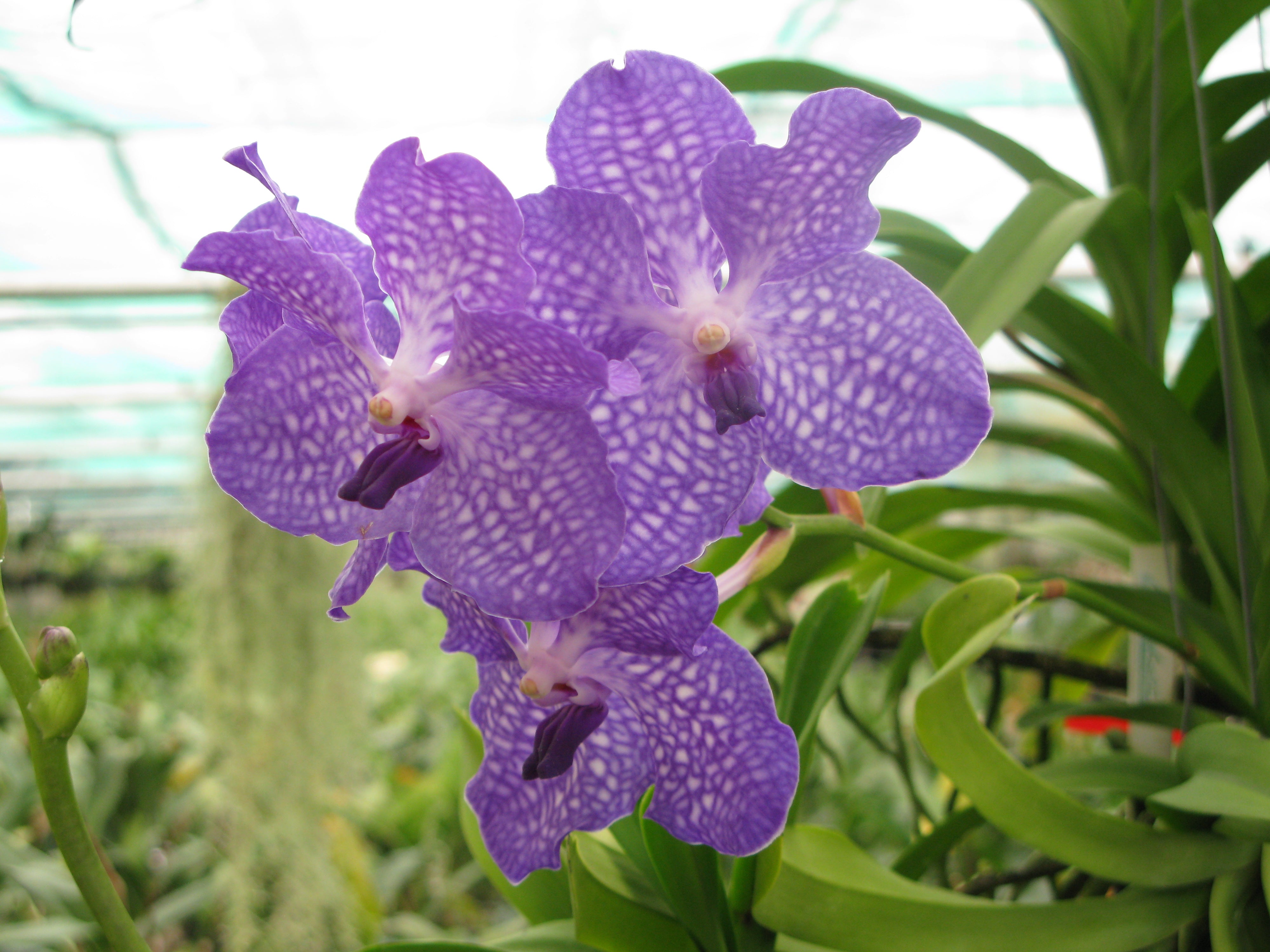 Conseils de culture du Vanda - Orchidées Vacherot – Les Orchidées de Michel  Vacherot