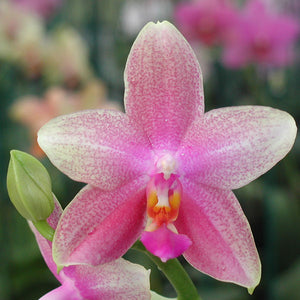 Phalaenopsis Miva Fragrance 'Colorado' par les Orchidées Vacherot – Les  Orchidées de Michel Vacherot