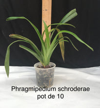 Phragmipedium Schroderae (caudatum x Sedenii)