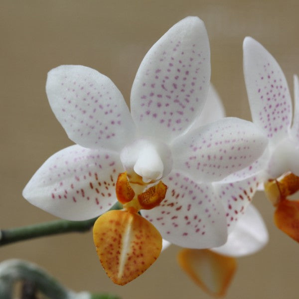 Phalaenopsis Mini Mark 'Maria Teresa' – Les Orchidées de Michel Vacherot