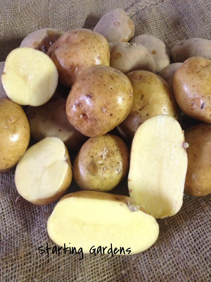 Yukon Gold Seed Potato, (5 lbs.), Certified Yukon Gold Seed Potatoes