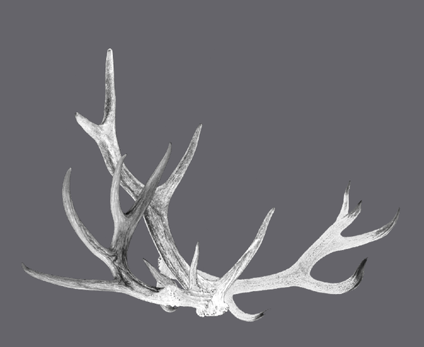Deer Horns - Ecart