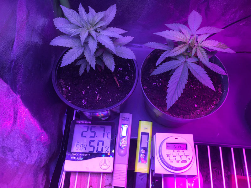 Grow Room Light Humidity And Temperature Groh Canada