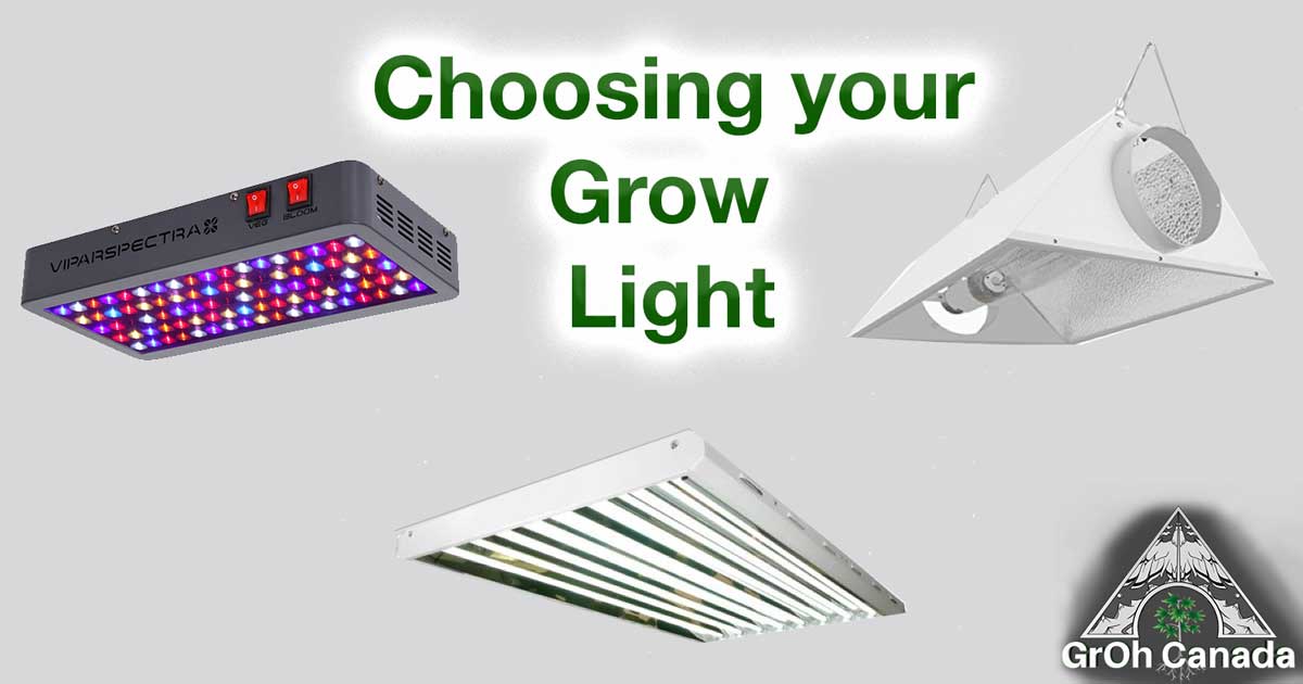 How Much Light Do Your Plants Need And What Is The Best Type