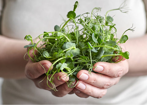 Hair Gain Hair Capsules Pea Shoots image