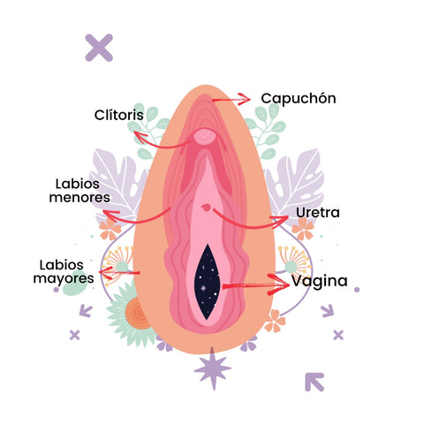 Residente Complacer barajar Tipos de vaginas | Blog Lovela