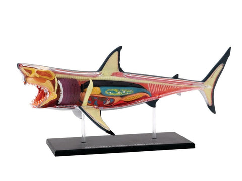 Shark model