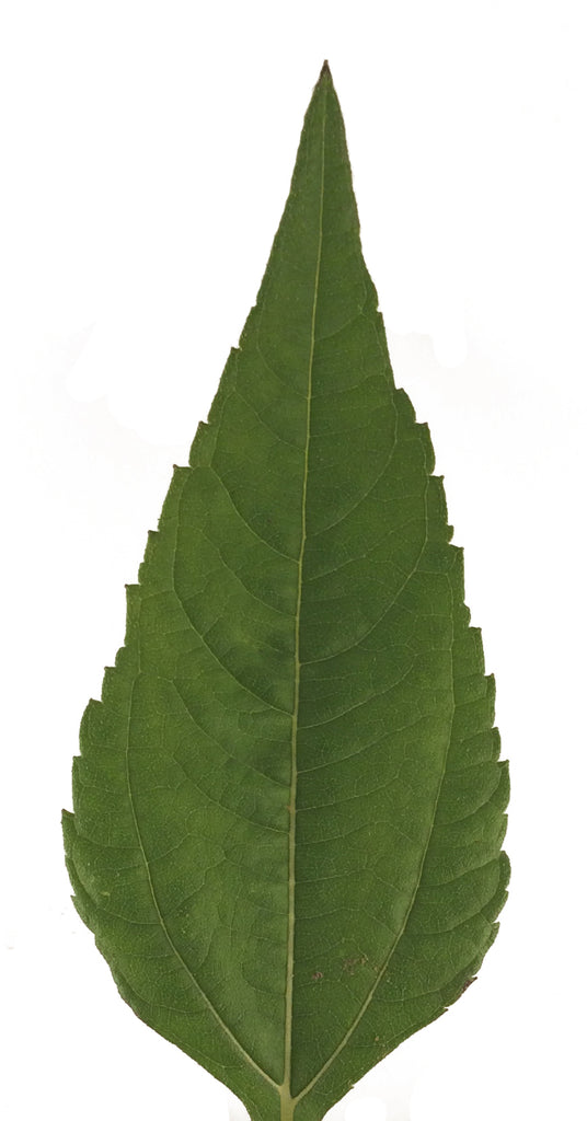 jerusalem artichoke leaf