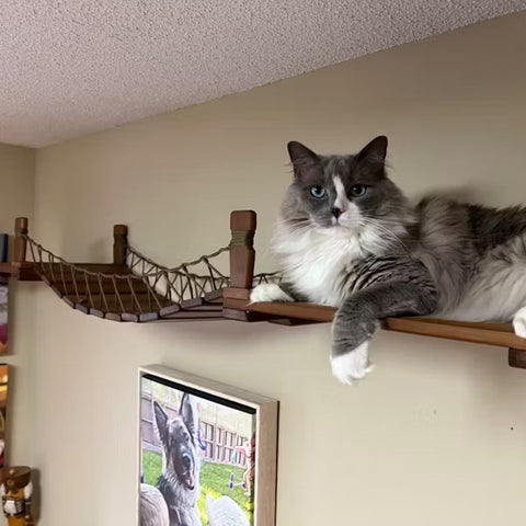 Cat Rope Bridge