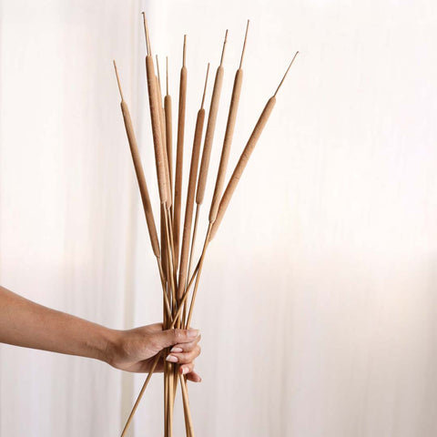 Cattail stems