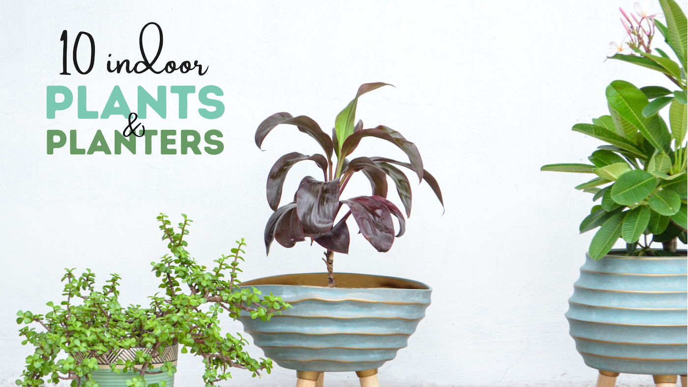 10 Indoor Plants & Planters