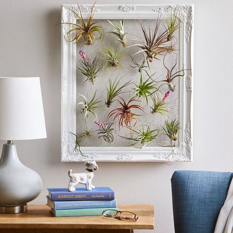 DIY air plant frame