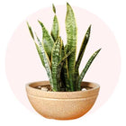 planters