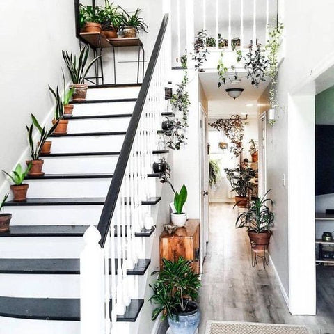 Plants lined up along the staircase