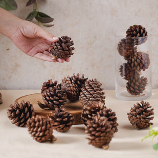 Small Pine Cones  The Essentials Company