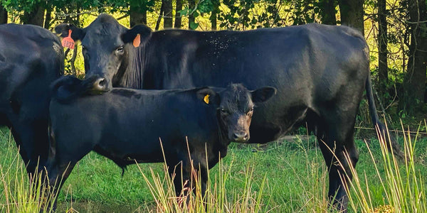 Two cows, mother and calf, look directly at the camera