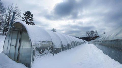 Snowed in caterpillar tunnel