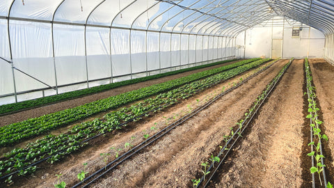 Young crops in the High Tunnel