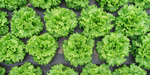 Panissi Lettuce Heads