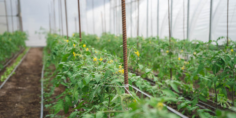 Budding Tomato Plants