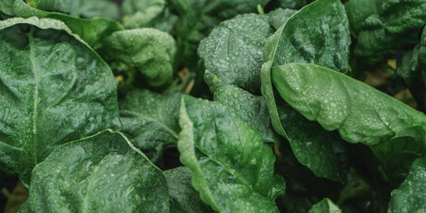 Spinach wet with the morning dew