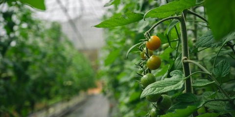 Tomatoes