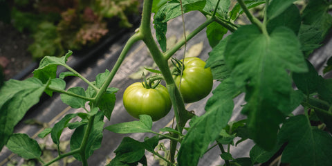 Green Tomatoes