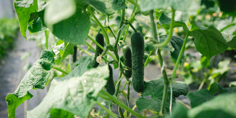 Young Cucumbers