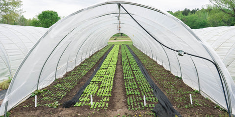 Caterpillar Tunnel with crops growing inside