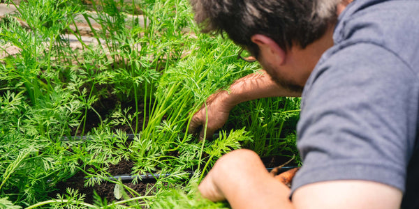 Ray harvesting carrots