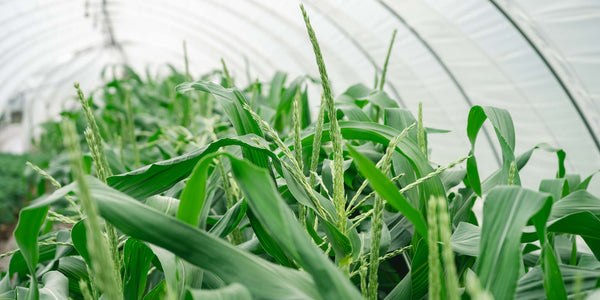 Corn Stalks