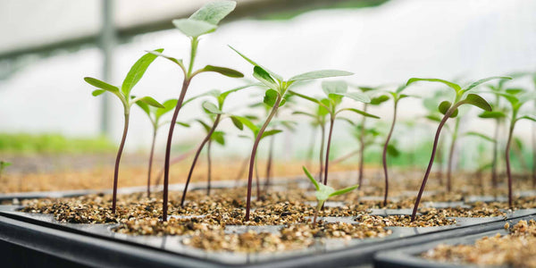 Plant sprouts