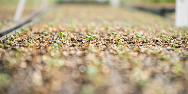 Sprouts in the green house