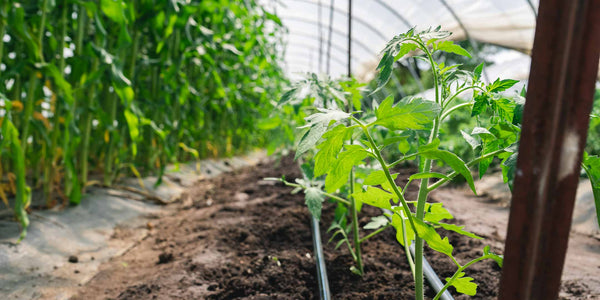 Young Tomato Plants reach for Afternoon sunlight