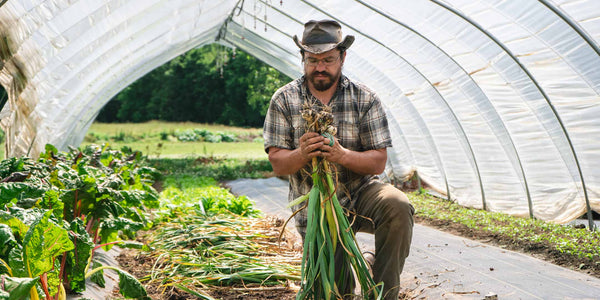 Ray Harvesting Garlic