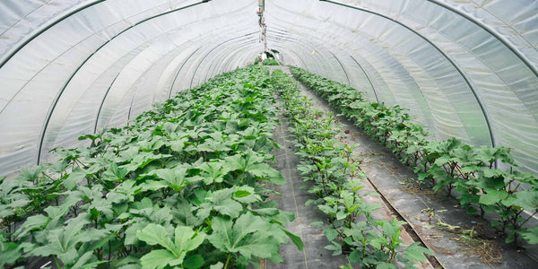 Okra growing in a tunnel