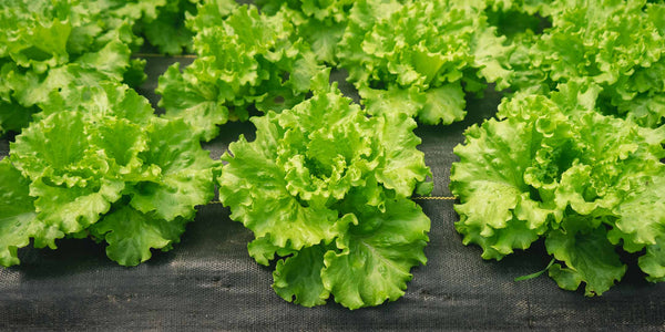 Muir Lettuce in 'the wild'