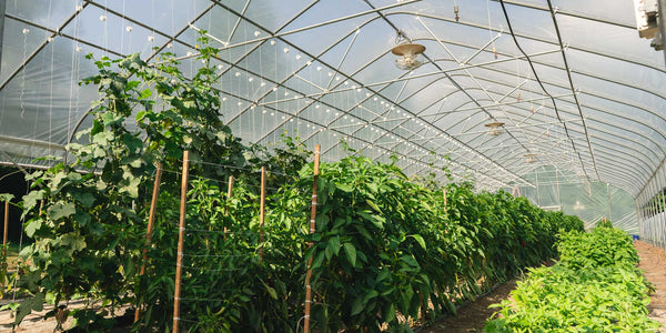 Cucumbers reach for the sky in the high tunnel