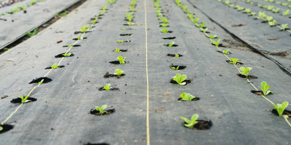 Lettuce Head Transplants