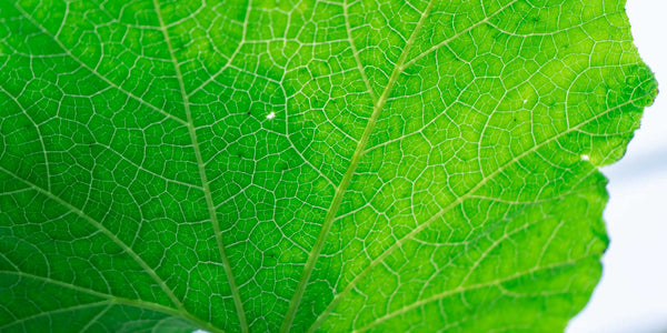Squash Leaf Veins