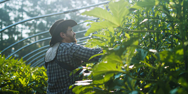 Ray harvesting Okra