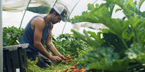 Farm Manager harvesting carrots