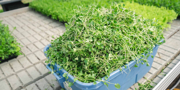 Freshly harvested microgreens