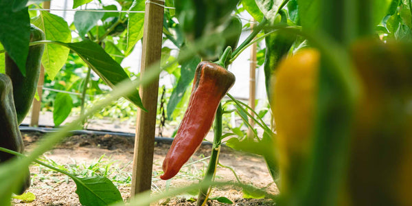 Peppers on the plant