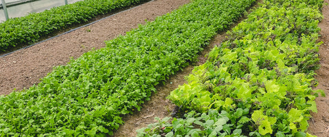 Beds in a greenhouse with Arugula and Tokyo Bekana