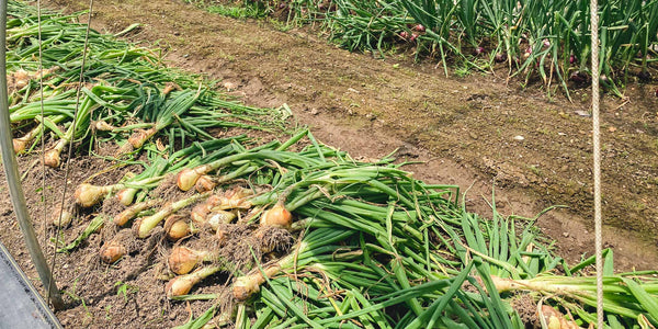 Freshly Harvested Onions