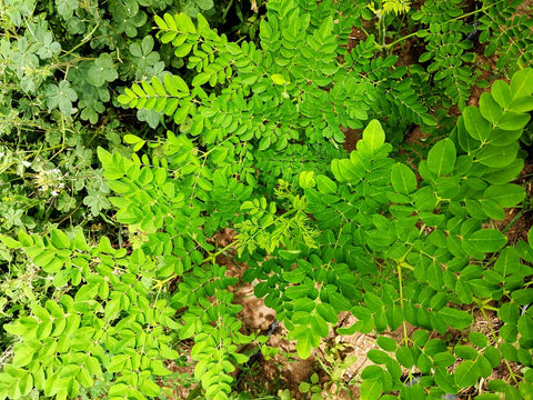 moringa farm