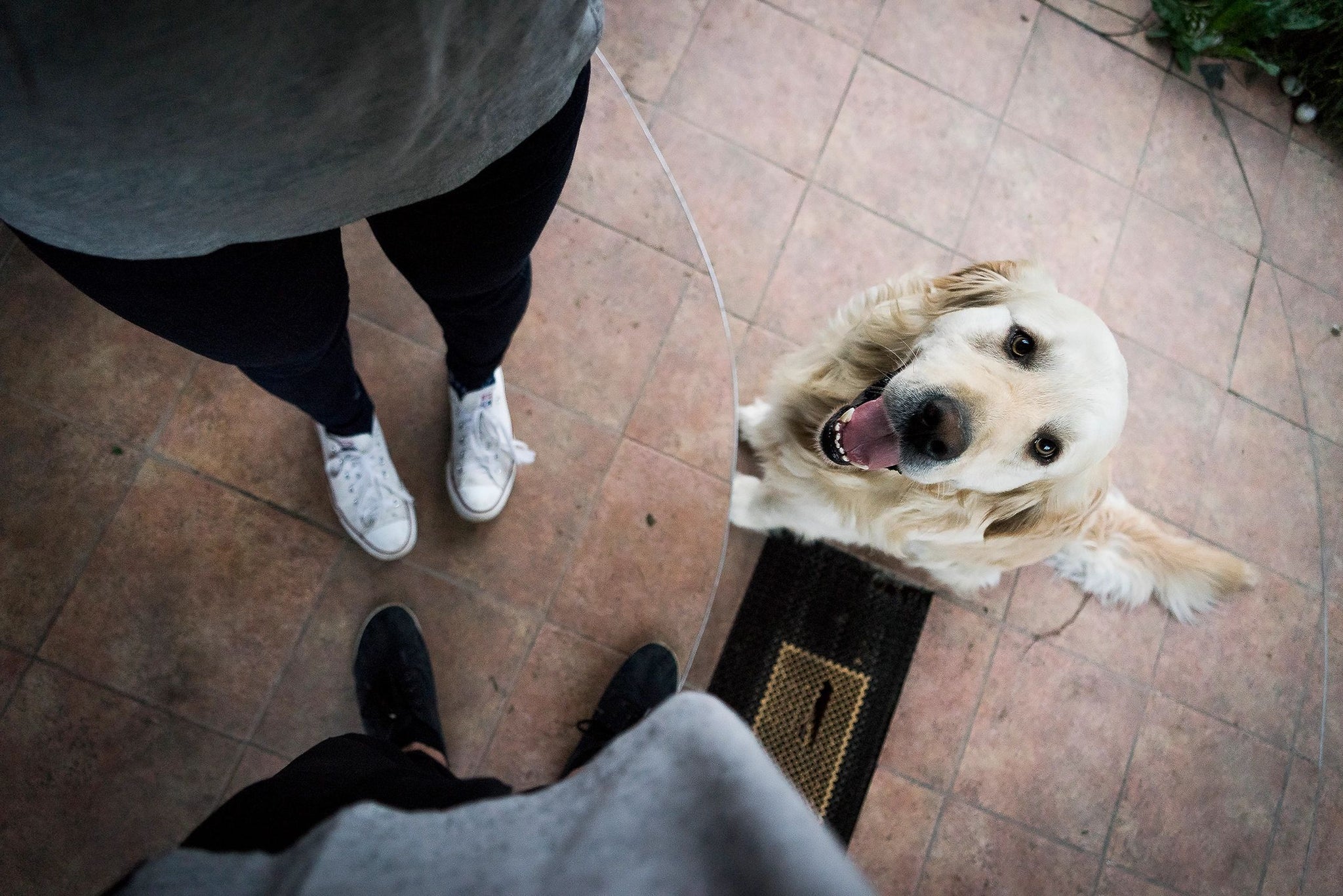 why do dogs lay on your feet