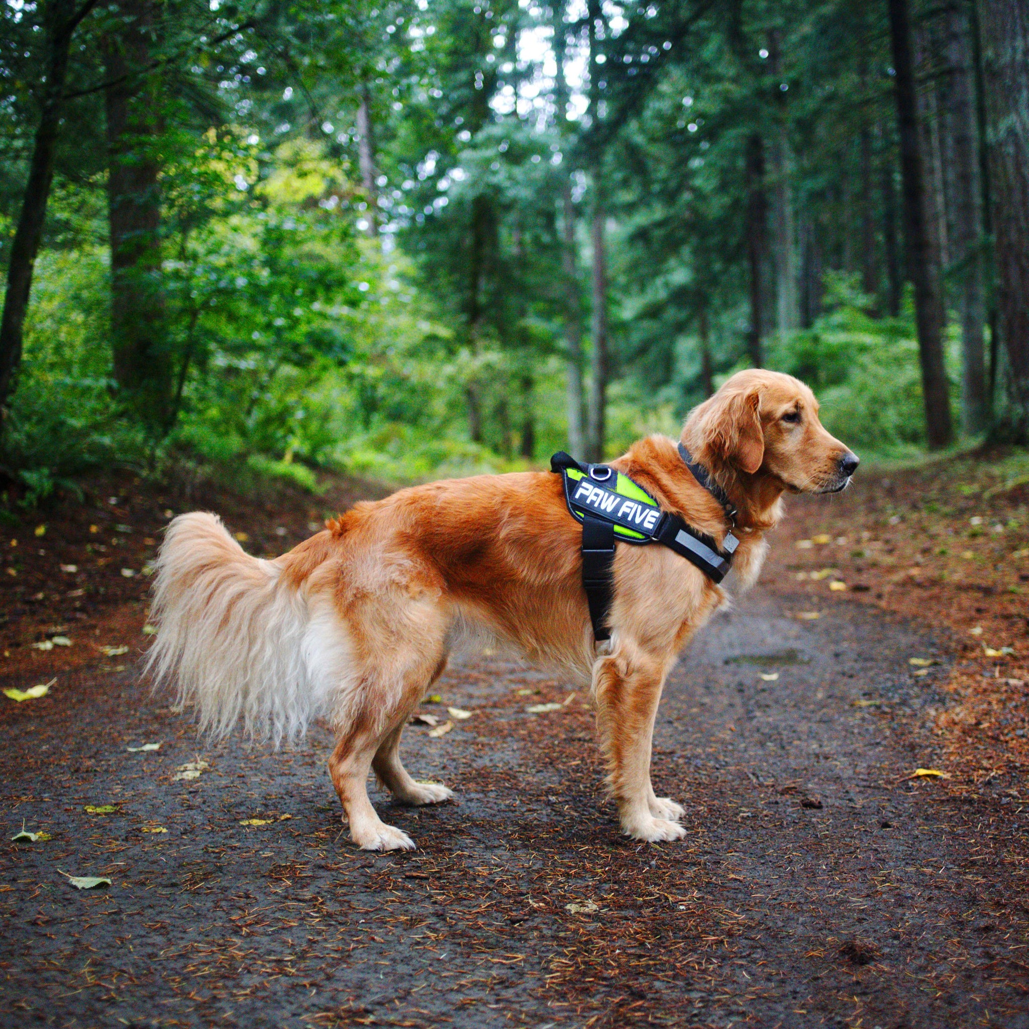 Dog Harness No Pull Dog Harness Easy Walk Harness Paw Five